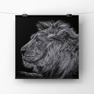 FrancoisLePortPhotographyFinition - 2